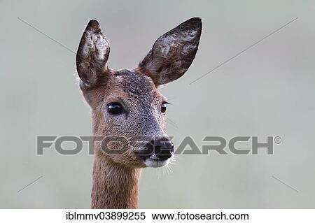 Stock Photography - "European Roe Deer (Capreolus capreolus), doe, portrait, Peene Valley Nature Park, Mecklenburg-Western Pomerania, Germany, Europe". Fotosearch