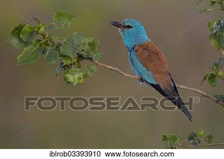 "European Roller (Coracias garrulus), North Bulgaria, Bulgaria, Europe" View Large Photo Image Stock Image - "European Roller (Coracias garrulus), North Bulgaria, Bulgaria, Europe". Fotosearch