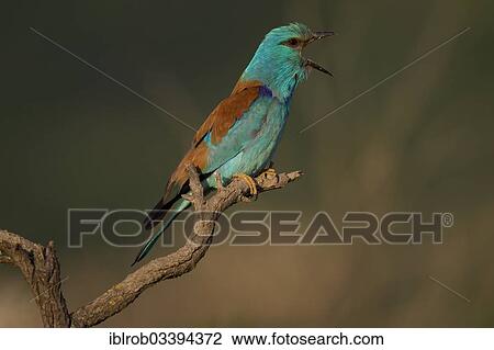 Stock Image - "European Roller (Coracias garrulus), North Bulgaria, Bulgaria, Europe". Fotosearch