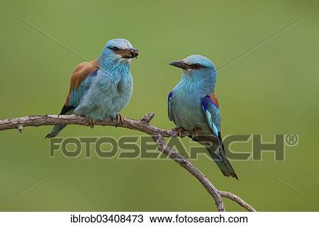 "European Roller (Coracias garrulus), pair before prey transfer during courtship, North Bulgaria, Bulgaria, Europe" View Large Photo Image Stock Image - "European Roller (Coracias garrulus), pair before prey transfer during courtship, North Bulgaria, Bulgaria, Europe". Fotosearch