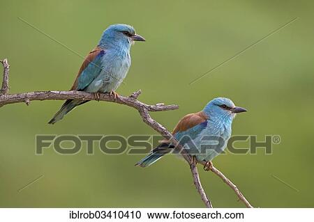 "European Roller (Coracias garrulus), pair, North Bulgaria, Bulgaria, Europe" View Large Photo Image Stock Image - "European Roller (Coracias garrulus), pair, North Bulgaria, Bulgaria, Europe". Fotosearch