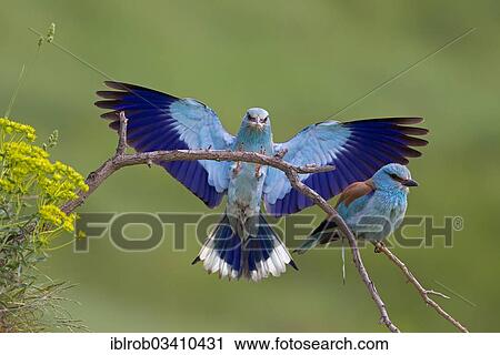 Stock Image - "European Roller (Coracias garrulus), pair, male on landing approach with insect, North Bulgaria, Bulgaria, Europe". Fotosearch