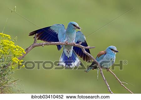 "European Roller (Coracias garrulus), pair, male on landing approach with insect, North Bulgaria, Bulgaria, Europe" View Large Photo Image Stock Image - "European Roller (Coracias garrulus), pair, male on landing approach with insect, North Bulgaria, Bulgaria, Europe". Fotosearch