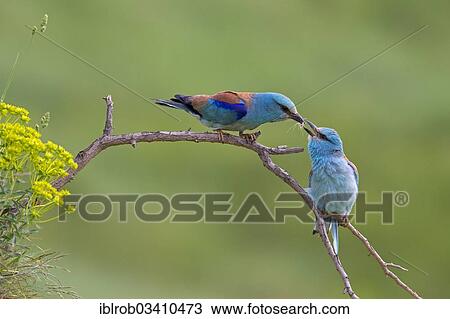 "European Roller (Coracias garrulus), pair with prey transfer during courtship, North Bulgaria, Bulgaria, Europe" View Large Photo Image Stock Image - "European Roller (Coracias garrulus), pair with prey transfer during courtship, North Bulgaria, Bulgaria, Europe". Fotosearch