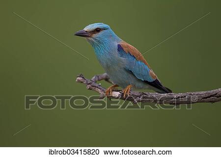 "European Roller (Coracias garrulus), North Bulgaria, Bulgaria, Europe" View Large Photo Image Stock Image - "European Roller (Coracias garrulus), North Bulgaria, Bulgaria, Europe". Fotosearch
