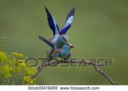 Stock Image - "European Roller (Coracias garrulus), pair mating, copulation, North Bulgaria, Bulgaria, Europe". Fotosearch