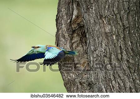 Stock Image - "European Roller (Coracias garrulus), flying out from the nesting hole in an old apple tree, Bulgaria, Europe". Fotosearch