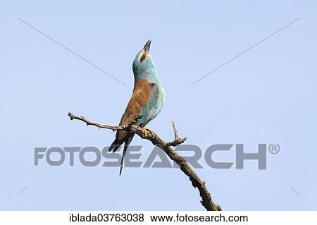 Stock Photo - "European Roller (Coracias garrulus), perched on a branch, calling, courting, Kiskunsag National Park, Bacs-Kiskun County, Hungary, Europe". Fotosearch