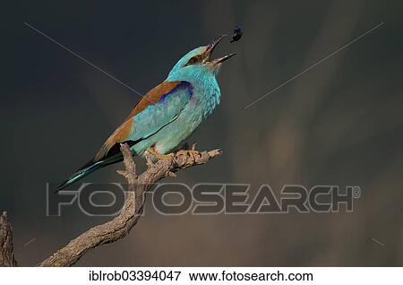 "European Roller (Coracias garrulus) with beetle, North Bulgaria, Bulgaria, Europe" View Large Photo Image Stock Photo - "European Roller (Coracias garrulus) with beetle, North Bulgaria, Bulgaria, Europe". Fotosearch