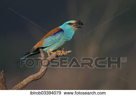 Stock Photo - "European Roller (Coracias garrulus) with beetle, North Bulgaria, Bulgaria, Europe". Fotosearch