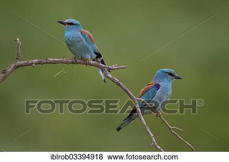 "European Roller (Coracias garrulus), pair, North Bulgaria, Bulgaria, Europe" View Large Photo Image Stock Photo - "European Roller (Coracias garrulus), pair, North Bulgaria, Bulgaria, Europe". Fotosearch