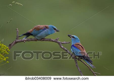 Stock Photo - "European Roller (Coracias garrulus), pair with prey transfer during courtship, North Bulgaria, Bulgaria, Europe". Fotosearch