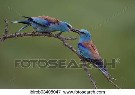 "European Roller (Coracias garrulus), pair with prey transfer during courtship, North Bulgaria, Bulgaria, Europe" View Large Photo Image Stock Photo - "European Roller (Coracias garrulus), pair with prey transfer during courtship, North Bulgaria, Bulgaria, Europe". Fotosearch