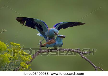 Stock Photo - "European Roller (Coracias garrulus), pair mating, copulation, North Bulgaria, Bulgaria, Europe". Fotosearch
