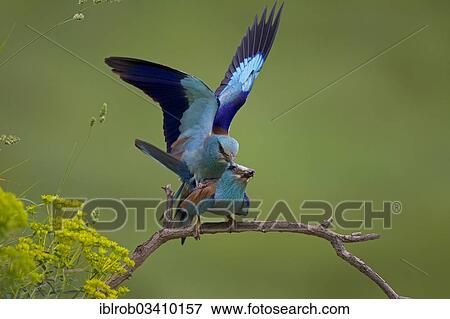 Stock Photo - "European Roller (Coracias garrulus), pair mating, copulation, North Bulgaria, Bulgaria, Europe". Fotosearch