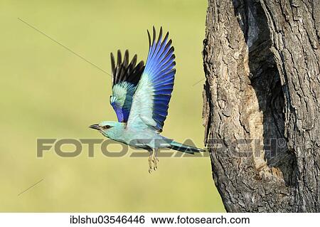 Stock Photograph - "European Roller (Coracias garrulus), flying out from the nesting hole in an old apple tree, Bulgaria, Europe". Fotosearch