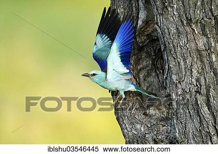 "European Roller (Coracias garrulus), flying out from the nesting hole in an old apple tree, Bulgaria, Europe" View Large Photo Image Stock Photography - "European Roller (Coracias garrulus), flying out from the nesting hole in an old apple tree, Bulgaria, Europe". Fotosearch
