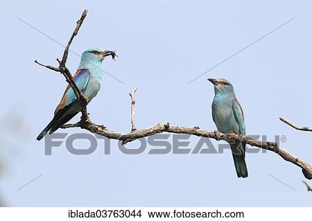 "European Rollers (coracias garrulus), male bringing a female an insect, Kiskunsag National Park, Bacs-Kiskun County, Hungary, Europe" View Large Photo Image Picture - "European Rollers (coracias garrulus), male bringing a female an insect, Kiskunsag National Park, Bacs-Kiskun County, Hungary, Europe". Fotosearch