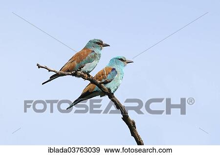 "European Rollers (Coracias garrulus), pair of birds perched on a branch, Kiskunsag National Park, Bacs-Kiskun County, Hungary, Europe" View Large Photo Image Stock Photo - "European Rollers (Coracias garrulus), pair of birds perched on a branch, Kiskunsag National Park, Bacs-Kiskun County, Hungary, Europe". Fotosearch
