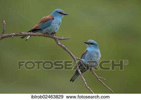 Stock Photo - "European Rollers (Coracias garrulus), pair, Bulgaria, Europe". Fotosearch