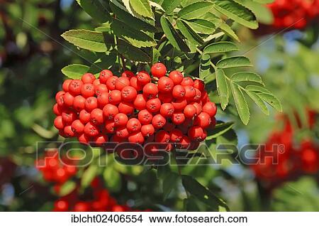 "European Rowan or Mountain-ash (Sorbus aucuparia), berries, North Rhine-Westphalia, Germany, Europe" View Large Photo Image Picture - "European Rowan or Mountain-ash (Sorbus aucuparia), berries, North Rhine-Westphalia, Germany, Europe". Fotosearch