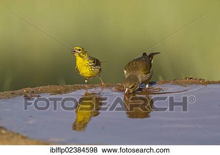 "European Serin (Serinus serinus), adult male, and European Greenfinch (Carduelis chloris), adult female, drinking at pool, Castilla y Leon, Spain, Europe" View Large Photo Image Stock Photo - "European Serin (Serinus serinus), adult male, and European Greenfinch (Carduelis chloris), adult female, drinking at pool, Castilla y Leon, Spain, Europe". Fotosearch