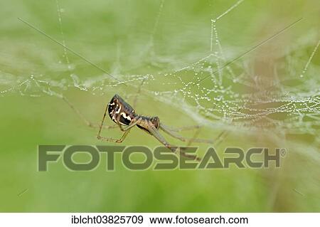 "European Sheet-web Spider (Linyphia triangularis), in a web, North Rhine-Westphalia, Germany, Europe" View Large Photo Image Stock Photo - "European Sheet-web Spider (Linyphia triangularis), in a web, North Rhine-Westphalia, Germany, Europe". Fotosearch
