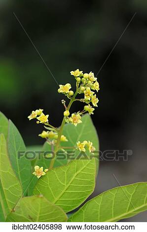 Stock Photo - "European Smoketree or Smoke Bush (Cotinus coggygria), Provence, Southern France, France, Europe". Fotosearch