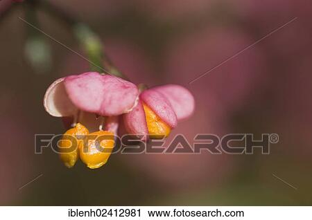 European Spindle (Euonymus europaeus), Haren, Emsland, Lower Saxony, Germany, Europe View Large Photo Image Stock Image - European Spindle (Euonymus europaeus), Haren, Emsland, Lower Saxony, Germany, Europe. Fotosearch