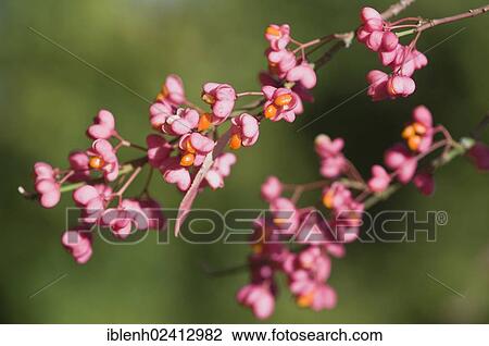 European Spindle (Euonymus europaeus), Haren, Emsland, Lower Saxony, Germany, Europe View Large Photo Image Stock Image - European Spindle (Euonymus europaeus), Haren, Emsland, Lower Saxony, Germany, Europe. Fotosearch