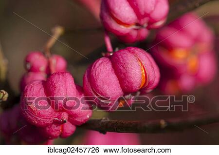 Stock Photograph - "European Spindle (Euonymus europaeus), poisonous plant, fruit, close-up". Fotosearch