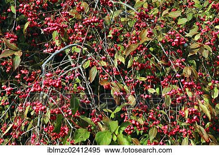 European spindle (Euonymus europaeus), Mittelrusselbach, Upper Franconia, Bavaria, Germany, Europe View Large Photo Image Stock Photography - European spindle (Euonymus europaeus), Mittelrusselbach, Upper Franconia, Bavaria, Germany, Europe. Fotosearch
