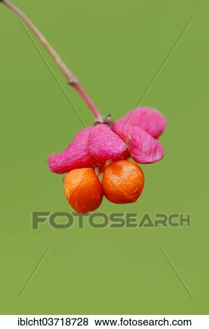 "European Spindle or Common Spindle (Euonymus europaeus, Euonymus europaea), fruit, North Rhine-Westphalia, Germany, Europe" View Large Photo Image Stock Photo - "European Spindle or Common Spindle (Euonymus europaeus, Euonymus europaea), fruit, North Rhine-Westphalia, Germany, Europe". Fotosearch