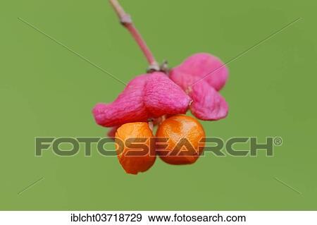 "European Spindle or Common Spindle (Euonymus europaeus, Euonymus europaea), fruit, North Rhine-Westphalia, Germany, Europe" View Large Photo Image Stock Photo - "European Spindle or Common Spindle (Euonymus europaeus, Euonymus europaea), fruit, North Rhine-Westphalia, Germany, Europe". Fotosearch