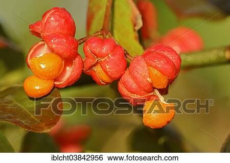 "European Spindle or Common Spindle (Euonymus europaeus), fruits, North Rhine-Westphalia, Germany, Europe" View Large Photo Image Stock Photograph - "European Spindle or Common Spindle (Euonymus europaeus), fruits, North Rhine-Westphalia, Germany, Europe". Fotosearch