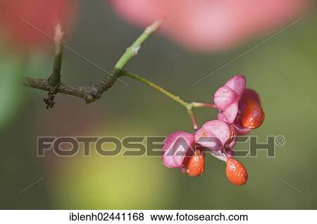 "European Spindle tree (Euonymus europaeus), Haren, Emsland, Lower Saxony, Germany, Europe" View Large Photo Image Stock Photo - "European Spindle tree (Euonymus europaeus), Haren, Emsland, Lower Saxony, Germany, Europe". Fotosearch