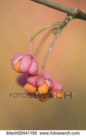 Stock Photography - "European Spindle tree (Euonymus europaeus), Haren, Emsland, Lower Saxony, Germany, Europe". Fotosearch