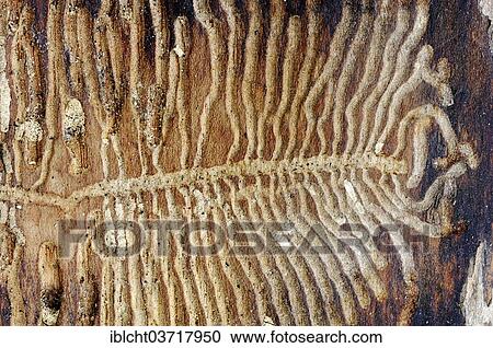 Stock Image - "European Spruce Bark Beetle (Ips typographus), bored passages in a tree trunk, North Rhine-Westphalia, Germany, Europe". Fotosearch