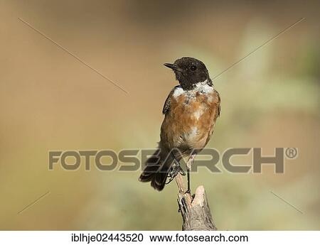 "European Stonechat (Saxicola rubicola), Lesbos, North Aegean, Greece, Europe" View Large Photo Image Stock Image - "European Stonechat (Saxicola rubicola), Lesbos, North Aegean, Greece, Europe". Fotosearch