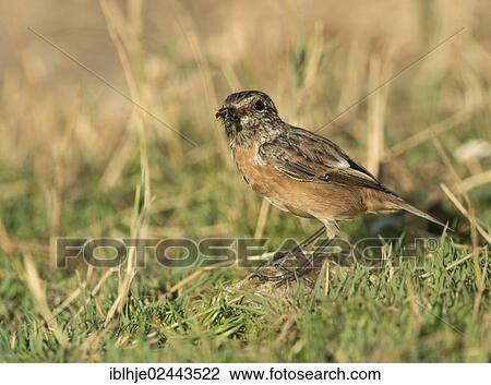 "European Stonechat (Saxicola rubicola), Lesbos, North Aegean, Greece, Europe" View Large Photo Image Stock Image - "European Stonechat (Saxicola rubicola), Lesbos, North Aegean, Greece, Europe". Fotosearch