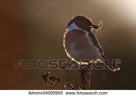 "European Stonechat (Saxicola rubicola), backlit male with prey, on a perch, Saxony-Anhalt, Germany, Europe" View Large Photo Image Stock Image - "European Stonechat (Saxicola rubicola), backlit male with prey, on a perch, Saxony-Anhalt, Germany, Europe". Fotosearch