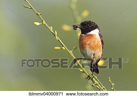 "European Stonechat (Saxicola rubicola), male perched on gorse with prey, Saxony-Anhalt, Germany, Europe" View Large Photo Image Stock Image - "European Stonechat (Saxicola rubicola), male perched on gorse with prey, Saxony-Anhalt, Germany, Europe". Fotosearch
