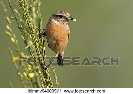 "European Stonechat (Saxicola rubicola), female perched on gorse with prey, Saxony-Anhalt, Germany, Europe" View Large Photo Image Stock Photo - "European Stonechat (Saxicola rubicola), female perched on gorse with prey, Saxony-Anhalt, Germany, Europe". Fotosearch