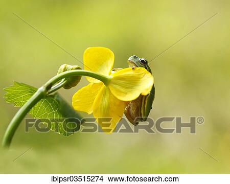 "European Tree Frog (Hyla arborea) on Marsh Marigold (Caltha palustris), Kramsach, Kufstein District, North Tirol, Tirol, Austria, Europe" View Large Photo Image Picture - "European Tree Frog (Hyla arborea) on Marsh Marigold (Caltha palustris), Kramsach, Kufstein District, North Tirol, Tirol, Austria, Europe". Fotosearch