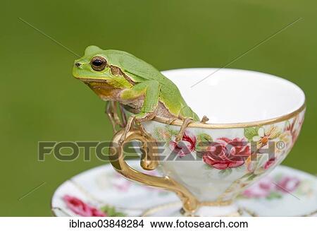 European Tree Frog (Hyla arborea) sitting in a cup View Large Photo Image Picture - European Tree Frog (Hyla arborea) sitting in a cup. Fotosearch