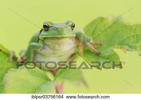 "European Tree Frog (Hyla arborea), Kufstein District, North Tirol, Tirol, Austria, Europe" View Large Photo Image Picture - "European Tree Frog (Hyla arborea), Kufstein District, North Tirol, Tirol, Austria, Europe". Fotosearch