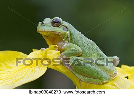 Stock Image - European Tree Frog (Hyla arborea) sitting on a yellow iris. Fotosearch