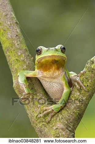 European Tree Frog (Hyla arborea) sitting in the fork of a tree View Large Photo Image Stock Image - European Tree Frog (Hyla arborea) sitting in the fork of a tree. Fotosearch