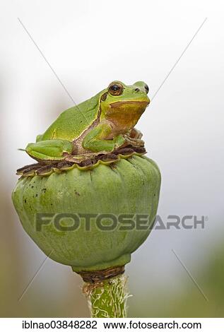 European Tree Frog (Hyla arborea) sitting on a poppy capsule View Large Photo Image Stock Image - European Tree Frog (Hyla arborea) sitting on a poppy capsule. Fotosearch