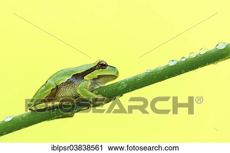 "European tree frog (Hyla arborea) perched on reed, Tyrol, Austria, Europe" View Large Photo Image Stock Image - "European tree frog (Hyla arborea) perched on reed, Tyrol, Austria, Europe". Fotosearch